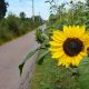 Sonnenblumen am Radweg
